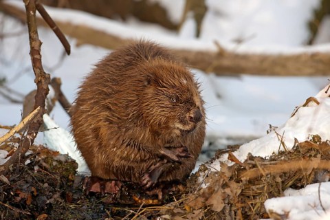 European Beaver (Castor fiber)