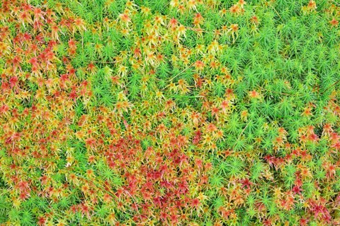 Peat moss (Sphagnum sp.) and Common haircap moss (Polytrichum commune)