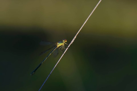 Emerald Damselfly (Lestes sponsa) on a blade of grass