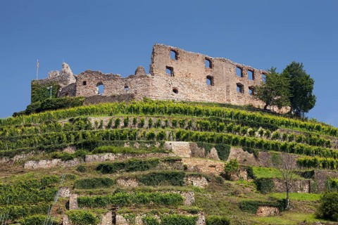 Vineyard with Staufen Castle ruins