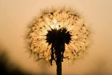 Dandelion clock
