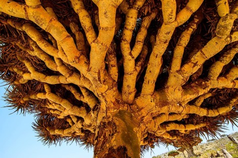 Socotra Dragon Tree or Dragon Blood Tree (Dracaena cinnabari)