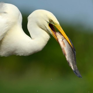 Great Egret (Ardea alba) portrait
