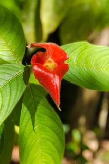 Kissing Lips Flower (Psychotria elata)