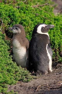 Jackass Penguins or African Penguins (Spheniscus demersus)