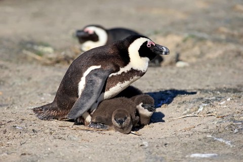 African Penguin (Spheniscus demersus)