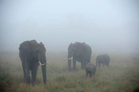 African Elephants (Loxodonta africana)