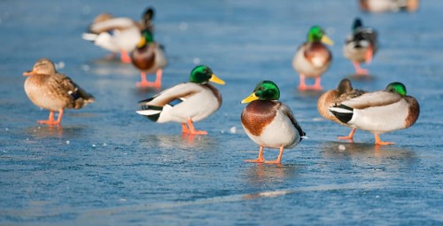 Mallards (Anas platyrhynchos) standing on a frozen pond