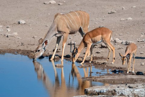 Greater Kudus (Tragelaphus strepsiceros)