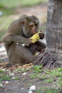 Northern pig-tailed macaque (Macaca leonina) feeding on a corn cob