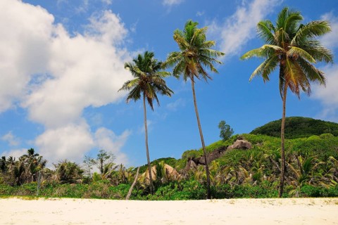 Three palm trees on Grand'Anse beach