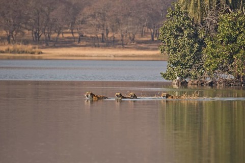 Wild Indian Tigers or Bengal Tigers