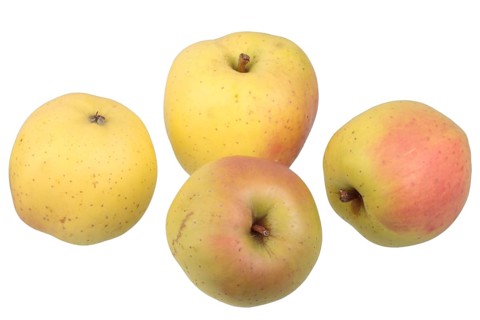 Apple variety Yellow Bellefleur