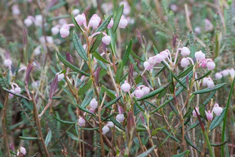 Bog-rosemary (Andromeda polifolia)