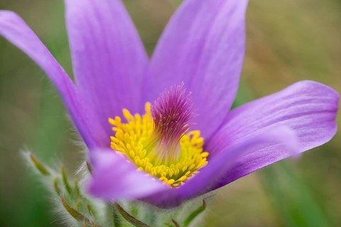 Greater Pasque Flower (Pulsatilla grandis