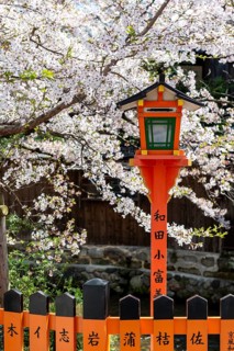 Red lantern under cherry blossoms