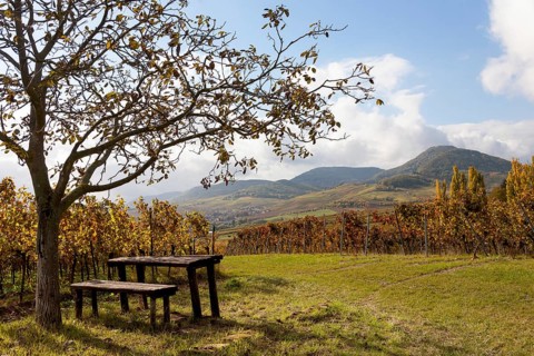 Picnic spot under a walnut tree