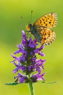 Lesser Marbled Fritillary (Brenthis ino)