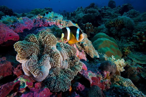 Clark's anemonefish (Amphiprion clarkii)