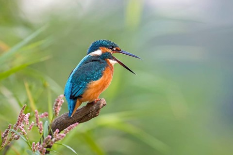 Kingfisher (Alcedo atthis)