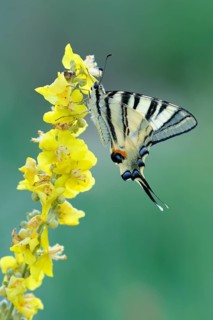 Scarce Swallowtail (Iphiclides podalirius) on mullein