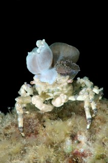 Corallimorph Decorator Crab (Cyclocoeloma tuberculata) with sea anemones on its back