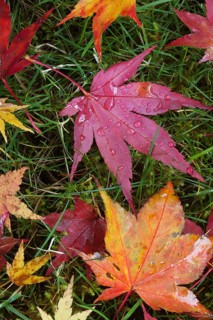 Leaves in autumn