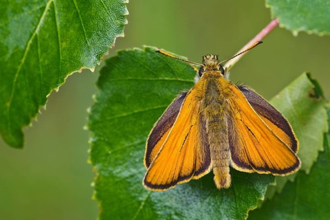 Small Skipper (Thymelicus sylvestris)