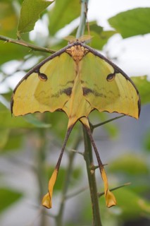 Luna Moth (Actias luna)
