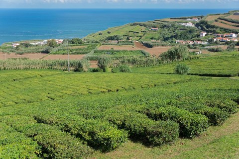Tea plantation