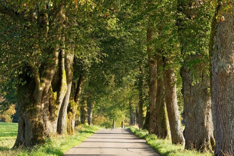 Avenue
