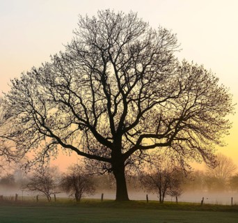 Old English Oak (Quercus robur) at dawn