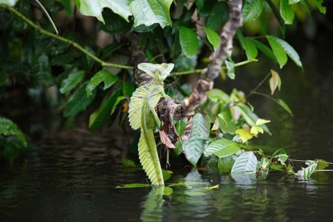 Common Basilisk (Basiliscus basiliscus)