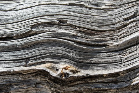 Wood structure of a dead tree