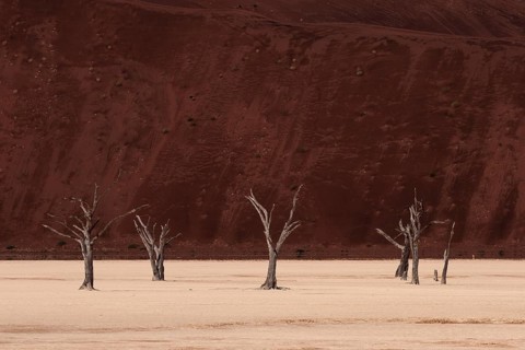Dead camel thorn trees (Vachellia erioloba)