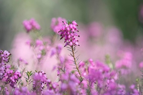 Blooming spring heath (Erica carnea)