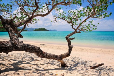 Sandy beach with tree