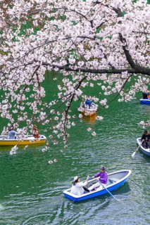 Japanese rowing in boats on the Imperial Palace canal to cherry blossom