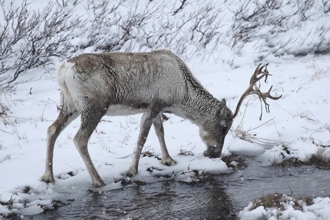 Reindeer (Rangifer tarandus) foraging in snow