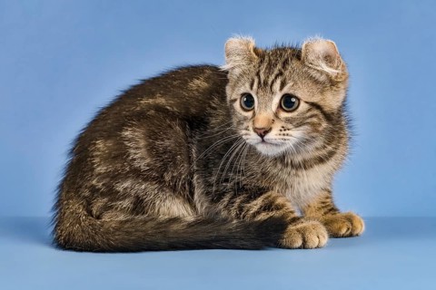Breedcat American Curl (Felis silvestris catus)