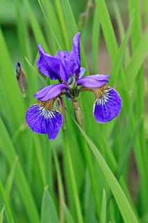 Iris (Iris)