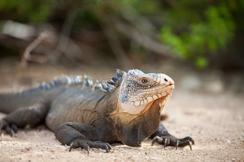 West Indian Iguana (Iguana delicatissima)