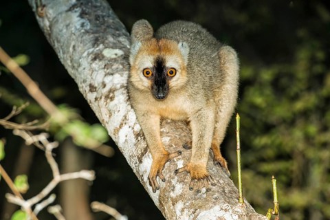 Red-fronted Brown Lemur (Eulemur rufus)
