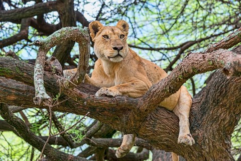 Lion (Panthers leo)