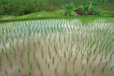 Rice terraces