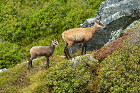Chamois (Rupicapra rupicapra)