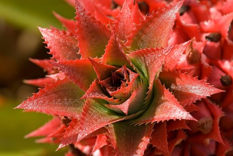 Pineapple flower (Ananas comosus)