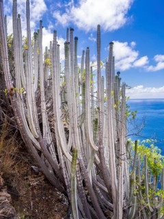 Canary Island Spurge (Euphorbia canariensis)