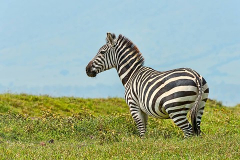 Zebra (Equus quagga)