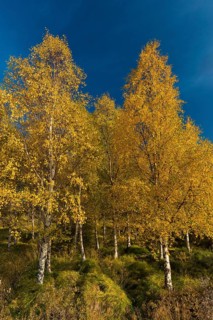 Autumnally coloured birch trees (Betula pendula)